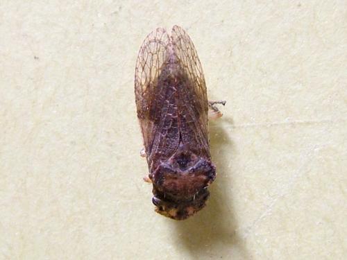 Ledra aurita